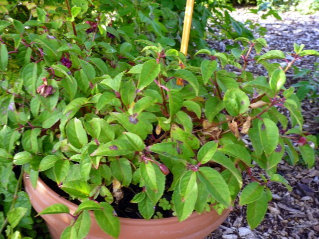 Fuchsia x Abondance'
